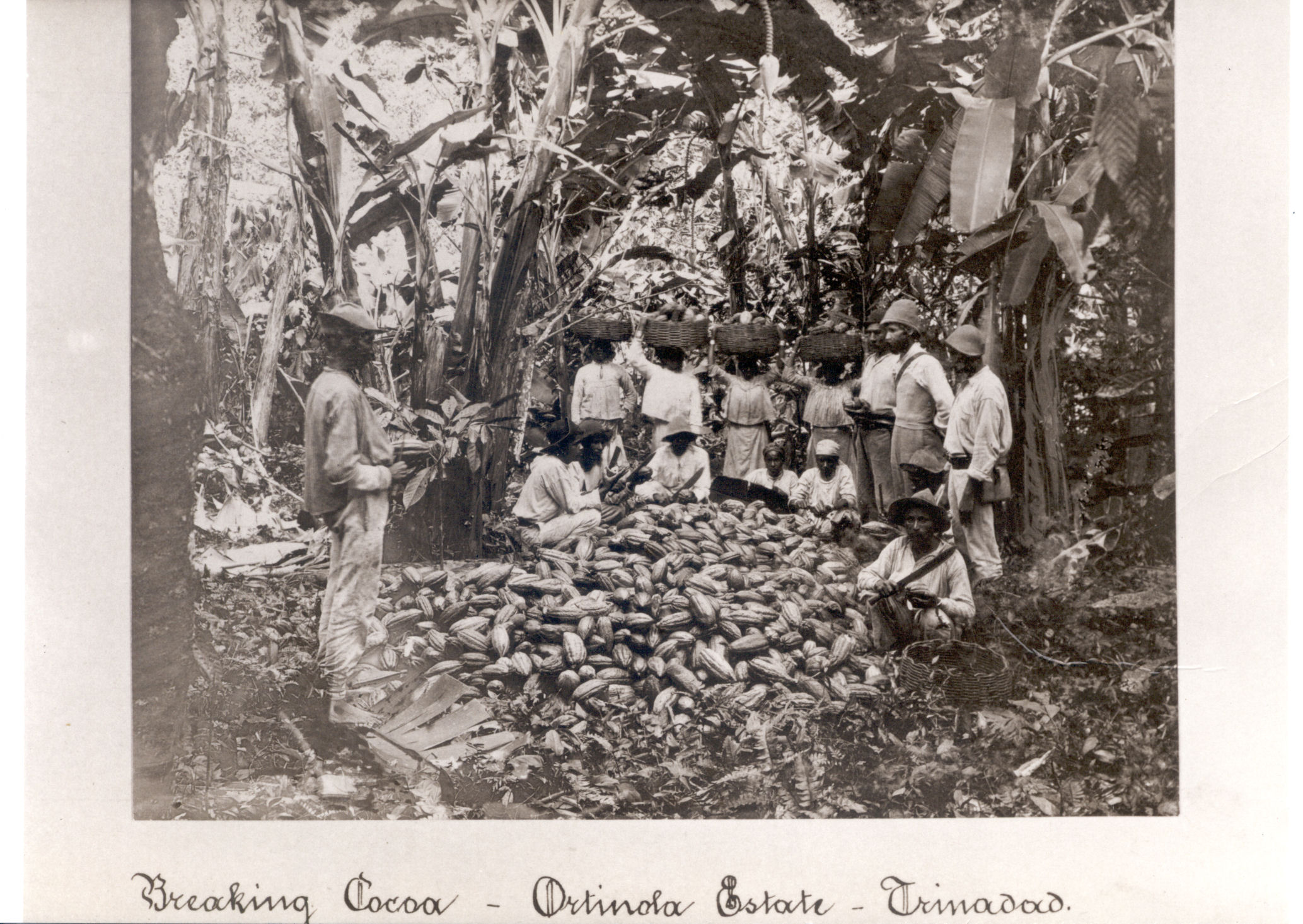 Image: Breaking cocoa - Trinidad