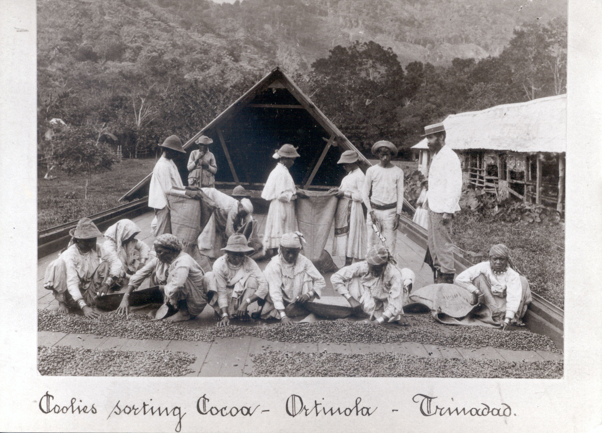 Image: Sorting cocoa - Trinidad