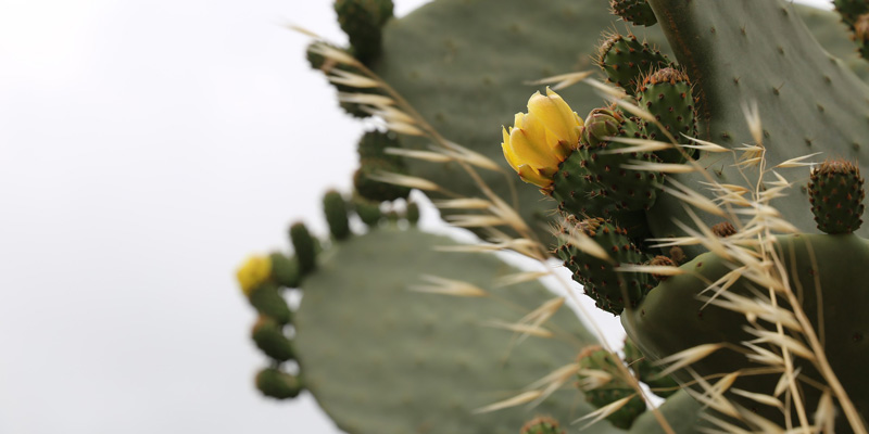 Cactus. Credit LauraTara / Pixabay.
