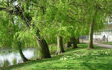 Image showing trees and lake on campus