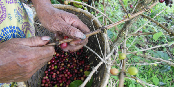 A woman's hands above a basket of berries.