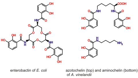 Selected dihydroxybenzamide siderophores