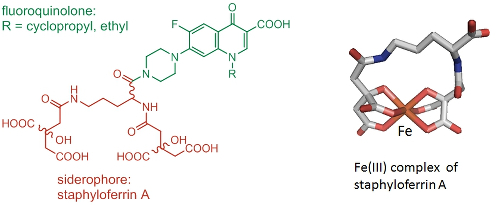 Trojan horse antimicrobial agent consisting of staphyloferrin A and a fluoroquinolone (left). Structure of the Fe(III) complex of (S),(R),(R)-staphyloferrin A (right).