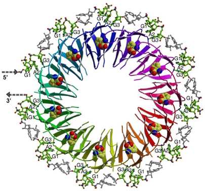 ribbon diagram of TRAP with a single-stranded RNA molecule forming a belt around the protein.