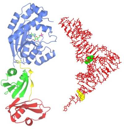 Ribbon diagram of ThiI complexed with AMP