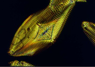 Ferroelectric liquid crystal