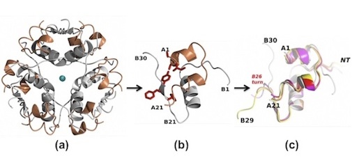 Figure 1 (a) Hexamer/storage form of insulin