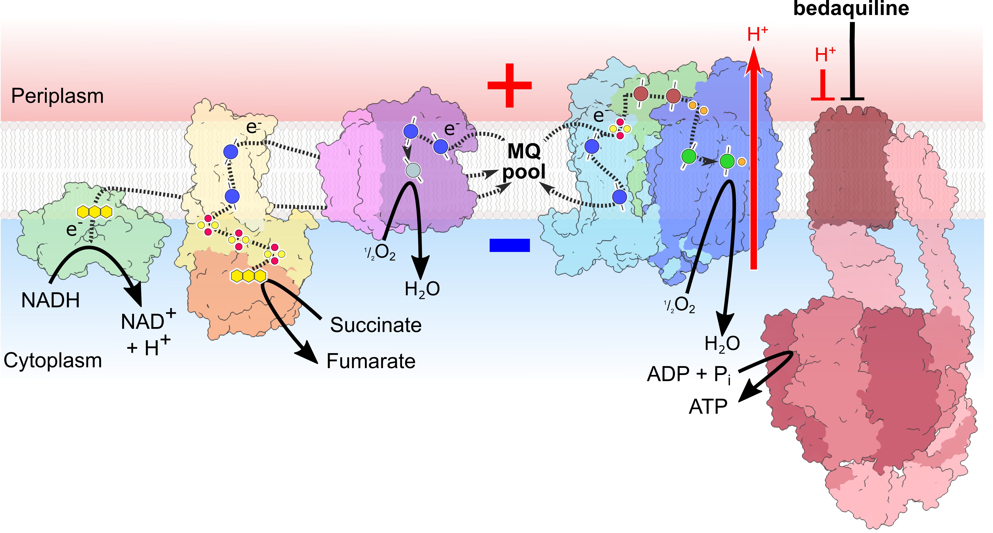 New spectroscopic approach reveals how key tuberculosis drug acts ...