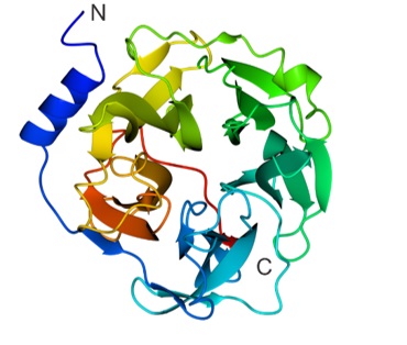 A mannogen enzyme