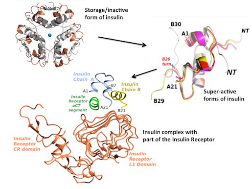 Insulin receptor