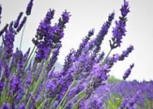 image of lavender plant