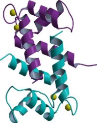 S100A12 protein in dimeric form