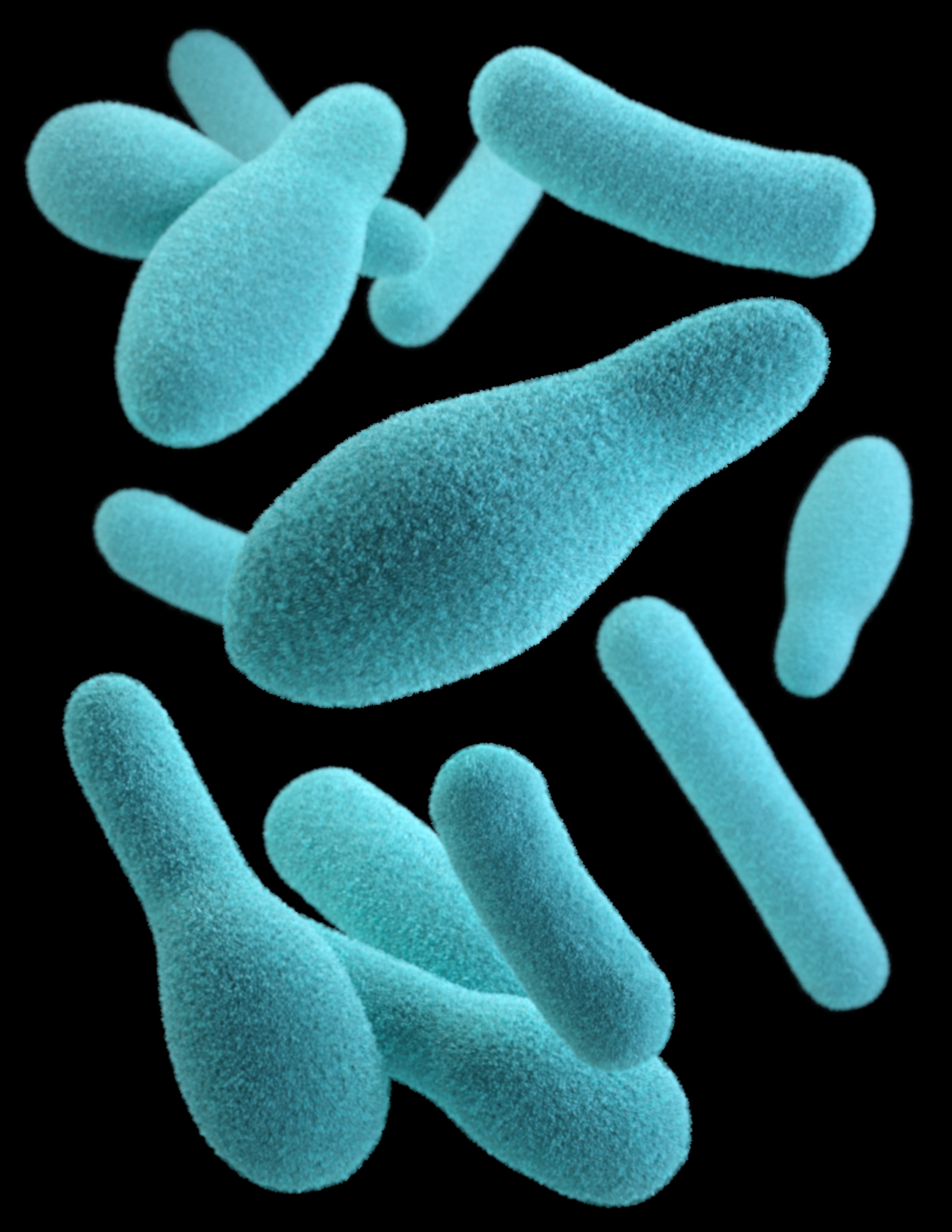 Кластридии. Клостридии ботулинум. Клостридии ботулизма ( Clostridium botulinum ) ботулизм.