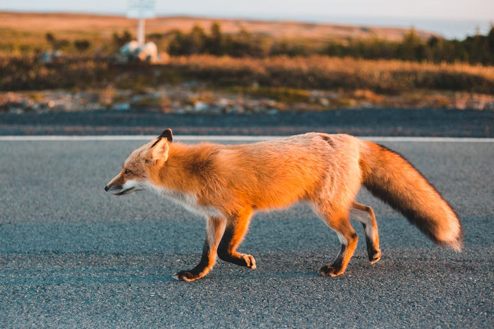 A fox walking along a road with a rural background