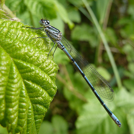 Insects - Centre for Lifelong Learning, University of York