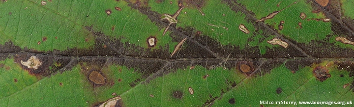 Plant disease banner