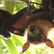 Lyle's fruit bat (MDL.hu on flickr)