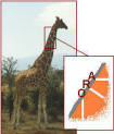 Giraffe neck pattern