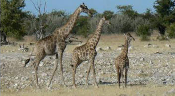 Giraffes