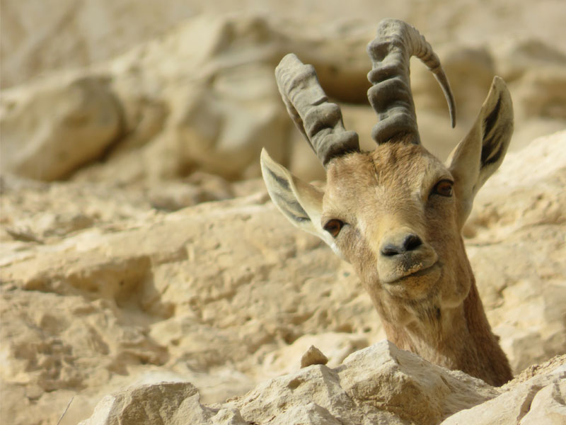An Ibex in Israel (Lindsay Stringer)