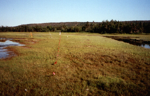 Big River Marsh, Newfoundland (photo A Wright)