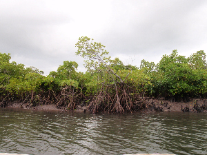 Mangrove area in Zanzibar (photo P. Punwong)