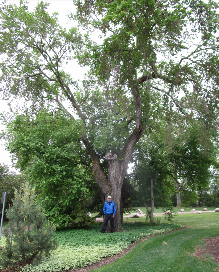 Siberian Elm (Ulmus pumila), introduced to North America from Siberia in the late nineteenth and early twentieth centuries, posing with David Moon.