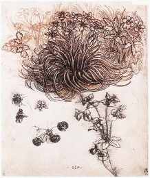 Leonardo da Vinci's study of Ornithogalum Umbellatum (the Star of Bethlehem)