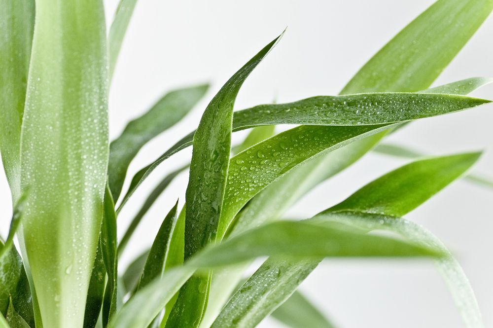 The leaves of a plant