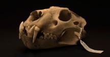 The skull of the last barbary lion to be kept in the UK in the 13th century.