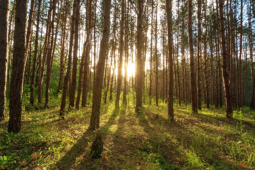 Nature-based activities can improve mood and anxiety, new study shows - News University of York