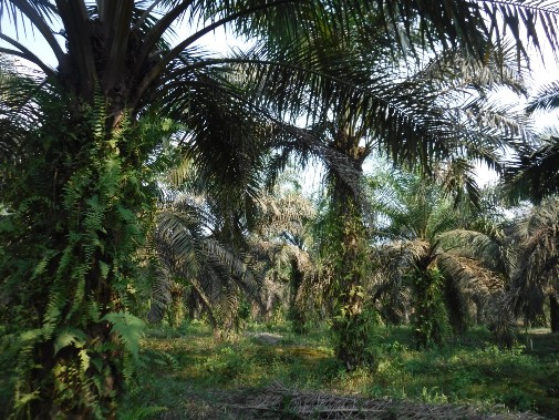 Oil palm smallholding