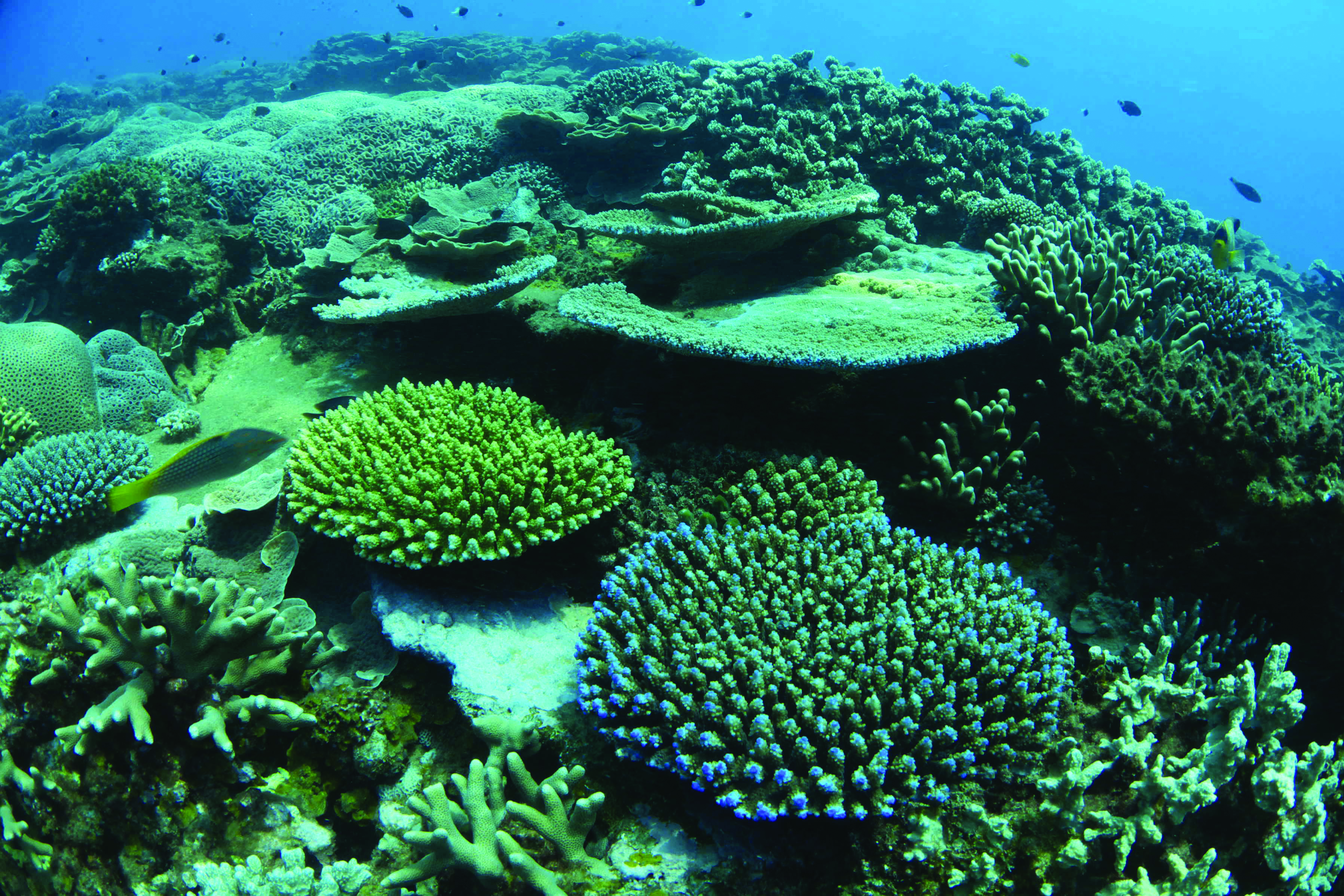 Image: Globally around 500 million people are dependent on coral reefs for food or income.  Community managed protected areas are vital for protecting fisheries and safeguarding marine biodiversity. (Credit: Blue Ventures / Garth Cripps)
