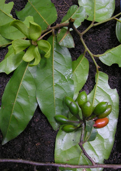 Verdcourt's polyalthia tree. Credit: Andrew R Marshall