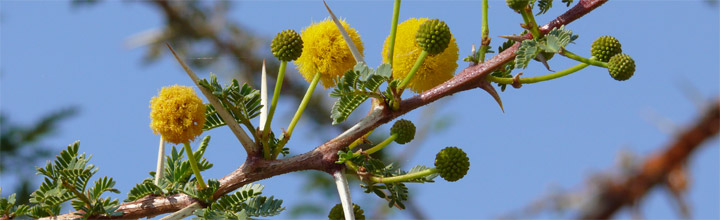 Acacia seyal (variety seyal), Tumaini, Iringa, Tanzania. Credit: Andrew R Marshall