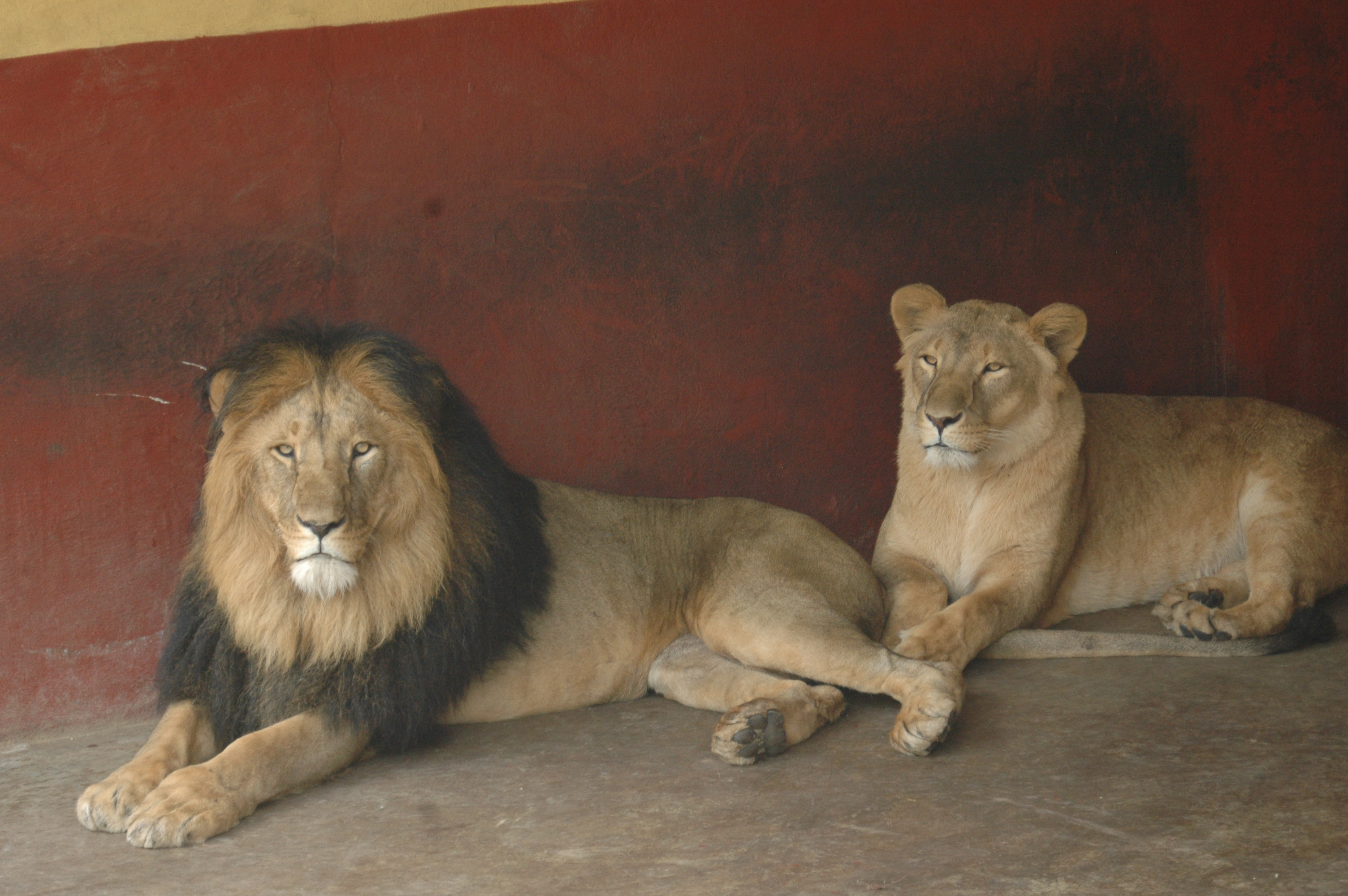 Image: Addis Ababa lion.