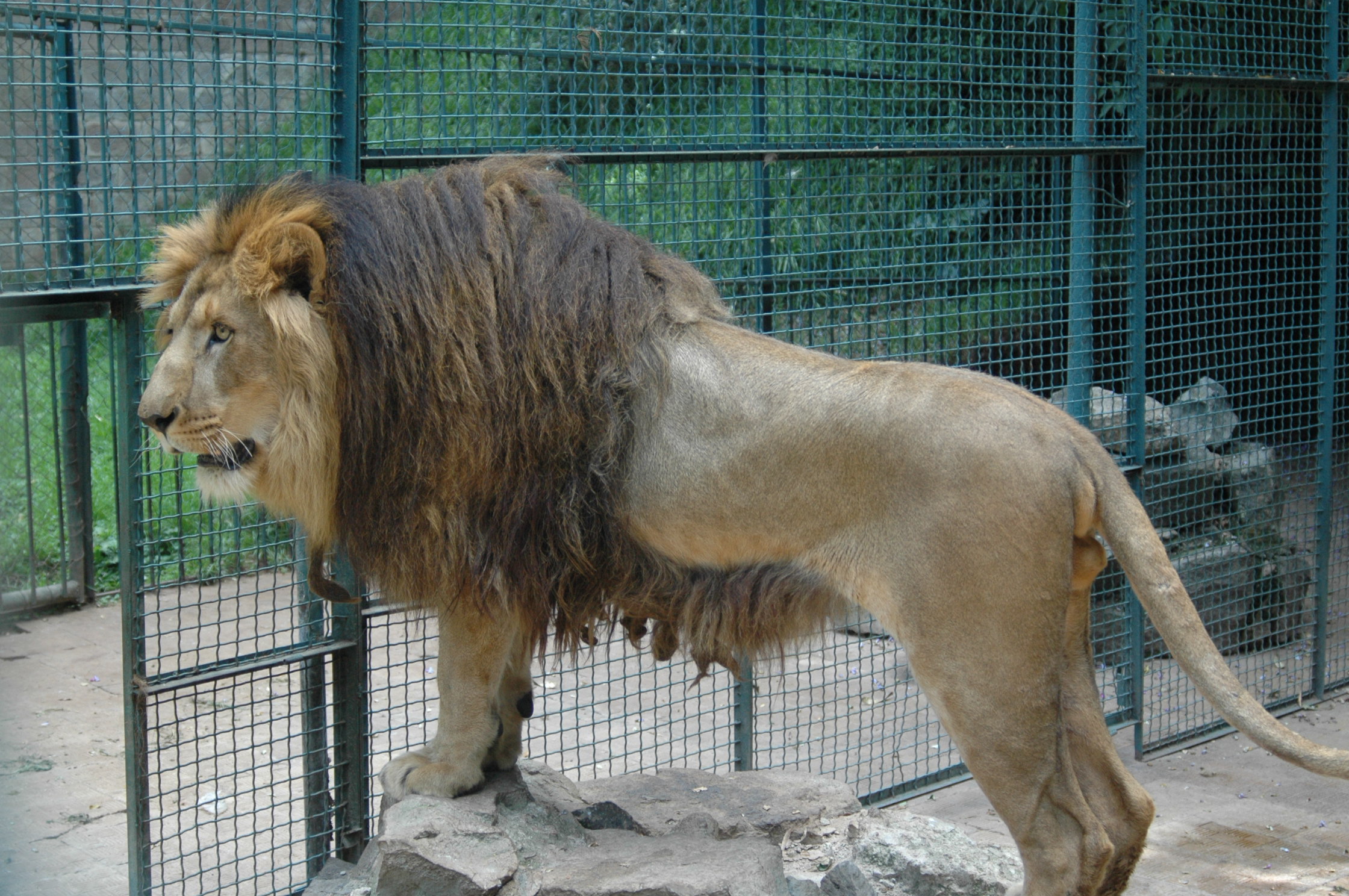 Image: Addis Ababa lion