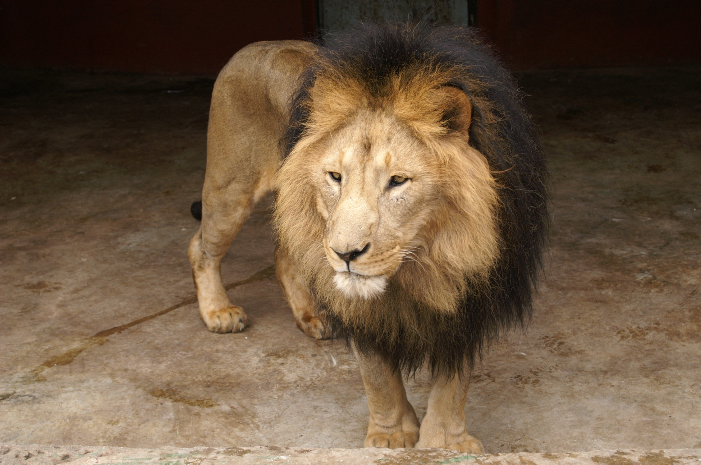 Image: Addis Ababa lion