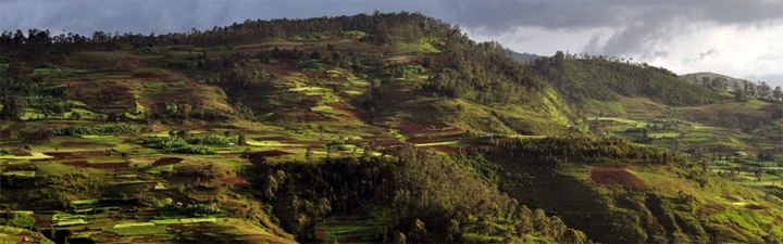 Forest clearence in Gamo Highlands, Ethiopia. Photo by Dr Rob Marchant