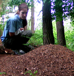 Elva Robinson on a wood ant nest