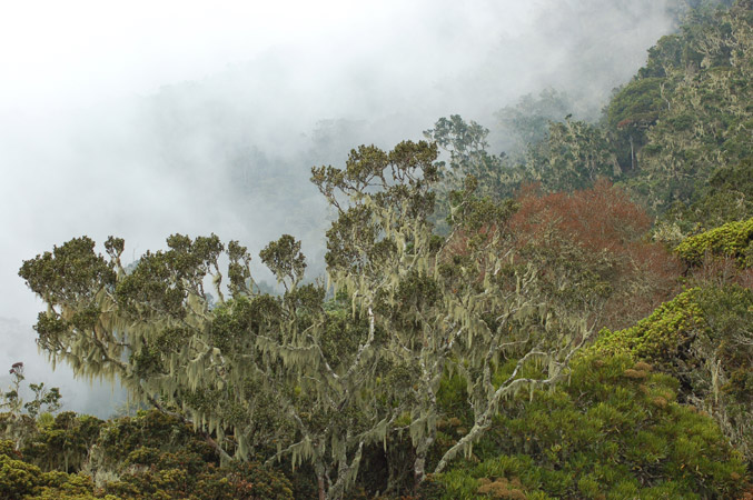 Image: Moss-covered trees in the Uluguru Mountains intercept moisture carried on Indian Ocean trade winds. Credit: Rob Marchant