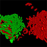 The image shows intestinal Escherichia coli bacteria, each just 1/1000th of a millimetre long and expressing either red or green fluorescent protein