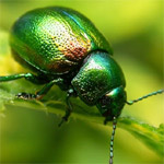 Tansy beetle Grand Tour image