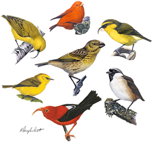 Illustrated is a juvenile Laysan finch (centre), and clockwise from the top: Hawaii akepa, Maui parrotbill, poouli, iiwi, Maui alauahio, and akiapolaau. Artwork © H. Douglas Pratt.