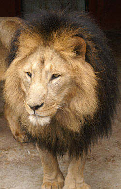 Addis Ababa lion. Photo: Joerg Junhold and Klaus Eulenberger, Leipzig Zoo