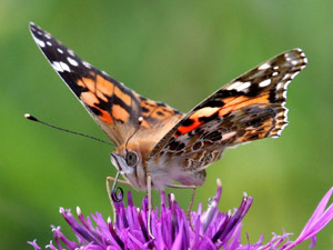 Painted Lady. Photo: Gary Richardson, Butterfly Conservation