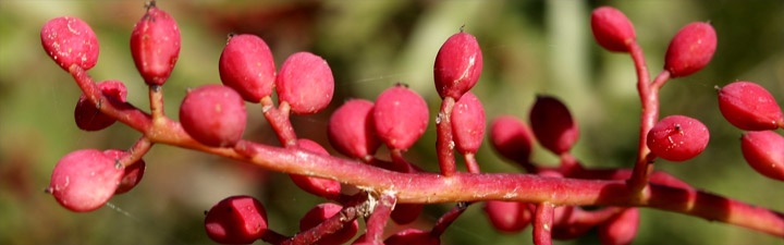 Pistacia terebinthus. Photo: Flickr/fturmog