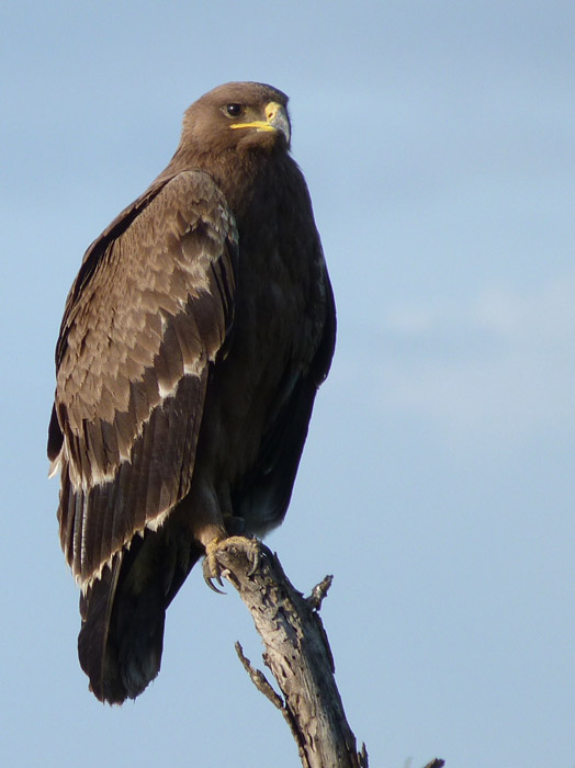 Image: This immature Steppe Eagle (Aquila nipalensis) is a winter visitor to the dry bush of Tanzania