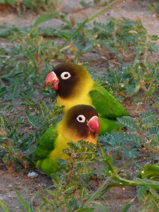 Image: Only found in Tanzania's dry central plateau, the Yellow-collared Lovebird (Agapornis personatus) is common in protected areas like Tarangire National Park