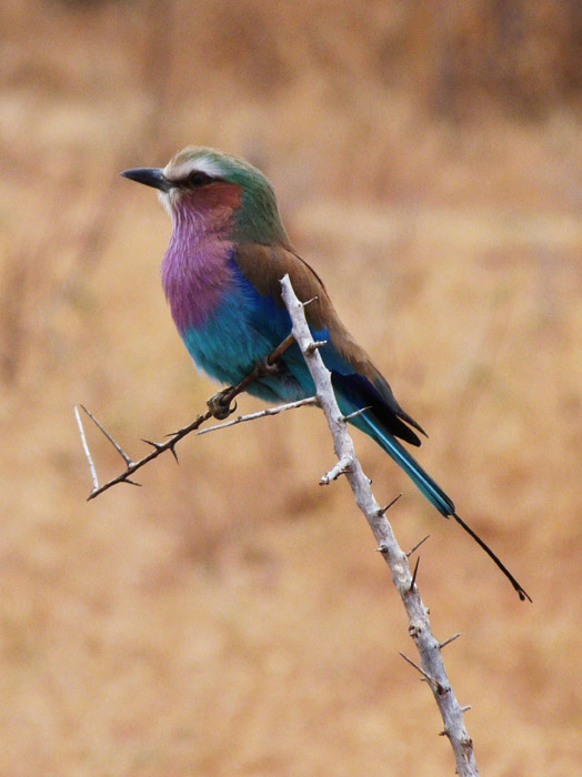 Image: Lilac-breasted Rollers (Coracias caudatus) are a regular sight when on safari in Tanzanian protected areas